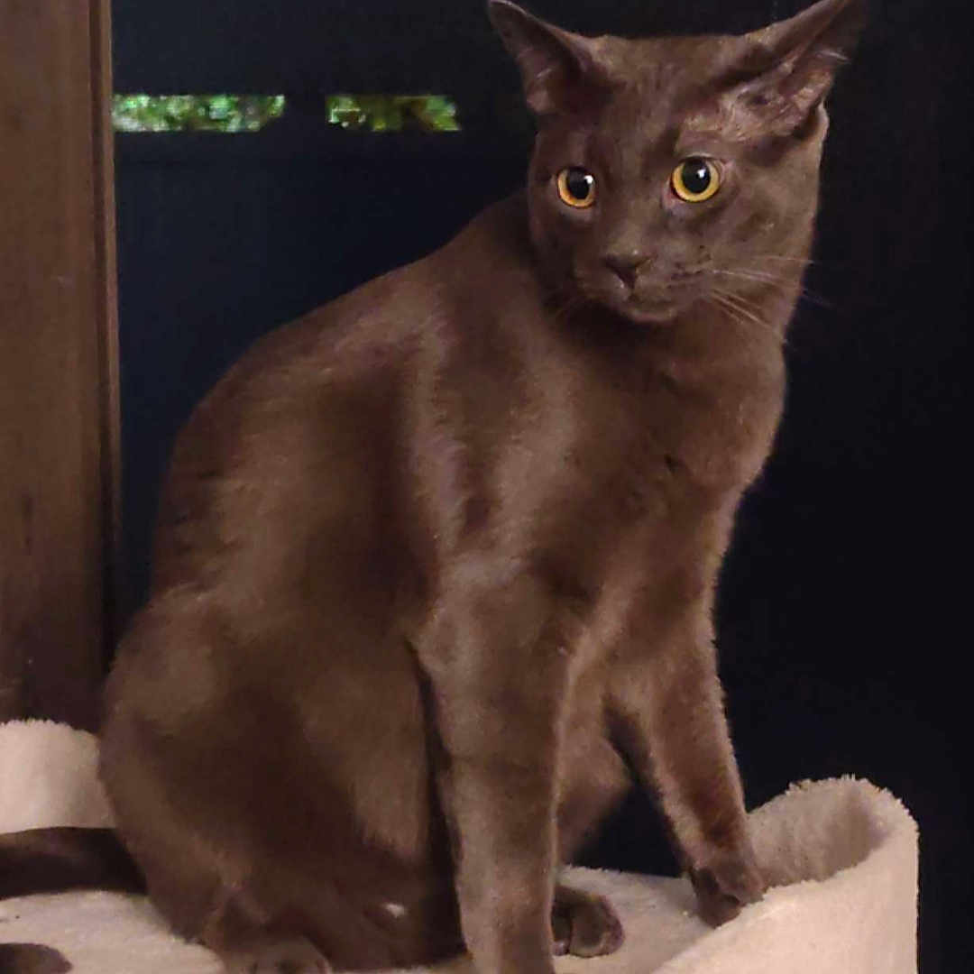 Popeyes joined the competition — help win amazing prizes! alert, animal, brown_cat, cat, cat_perch, cozy, cute, domestic_animal, ears, feline, fur, furniture, indoor, looking_away, night, pet, portrait, sitting, whiskers, yellow_eyes