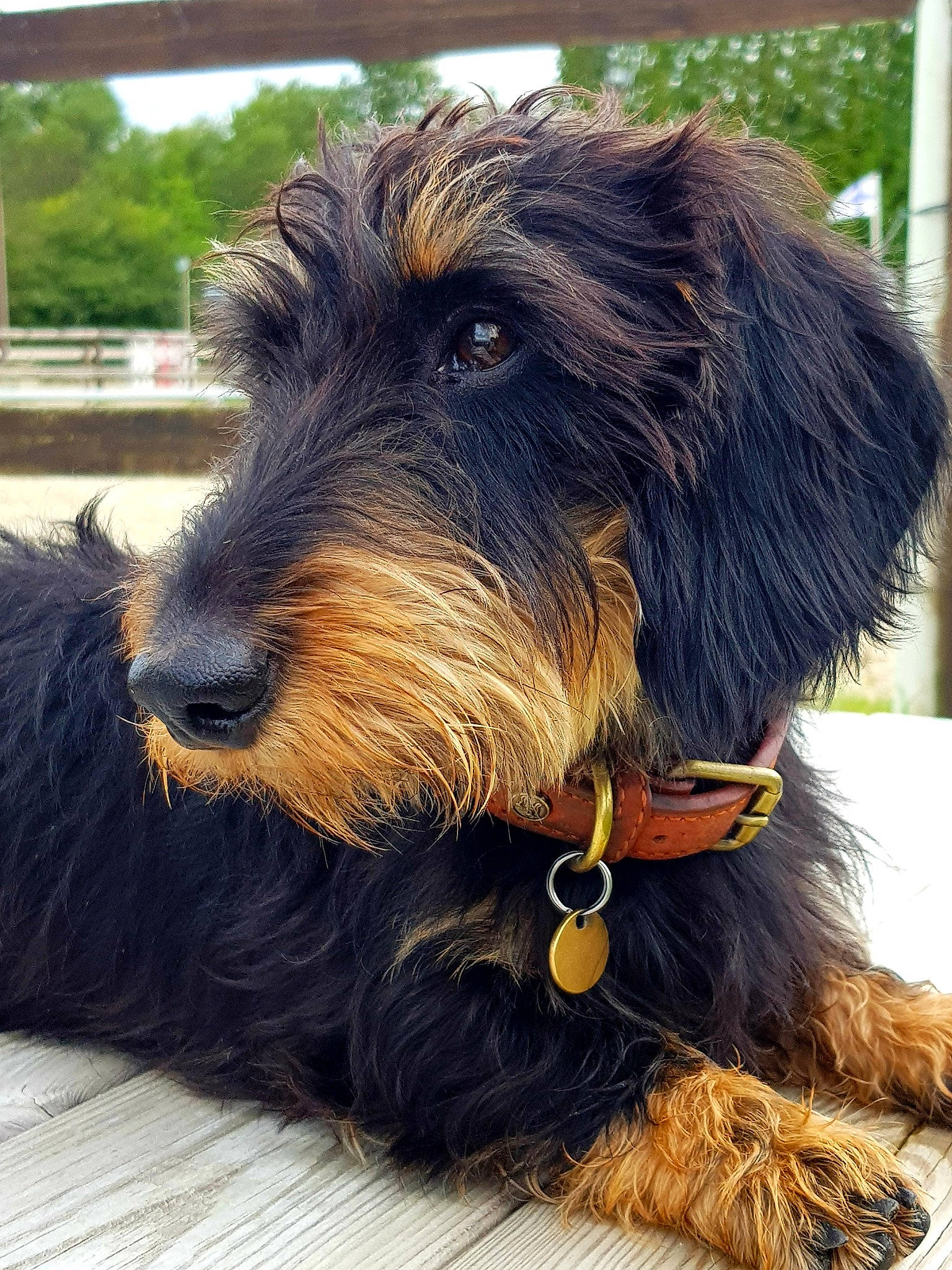 Nuuk a rejoint le concours — aidez-le/la à gagner de superbes lots ! bosnian_coarse_haired_hound, canidae, carnivore, companion_dog, dog, dog_breed, mammal, rare_breed_dog, small_terrier, snout, sporting_group, terrier, vertebrate