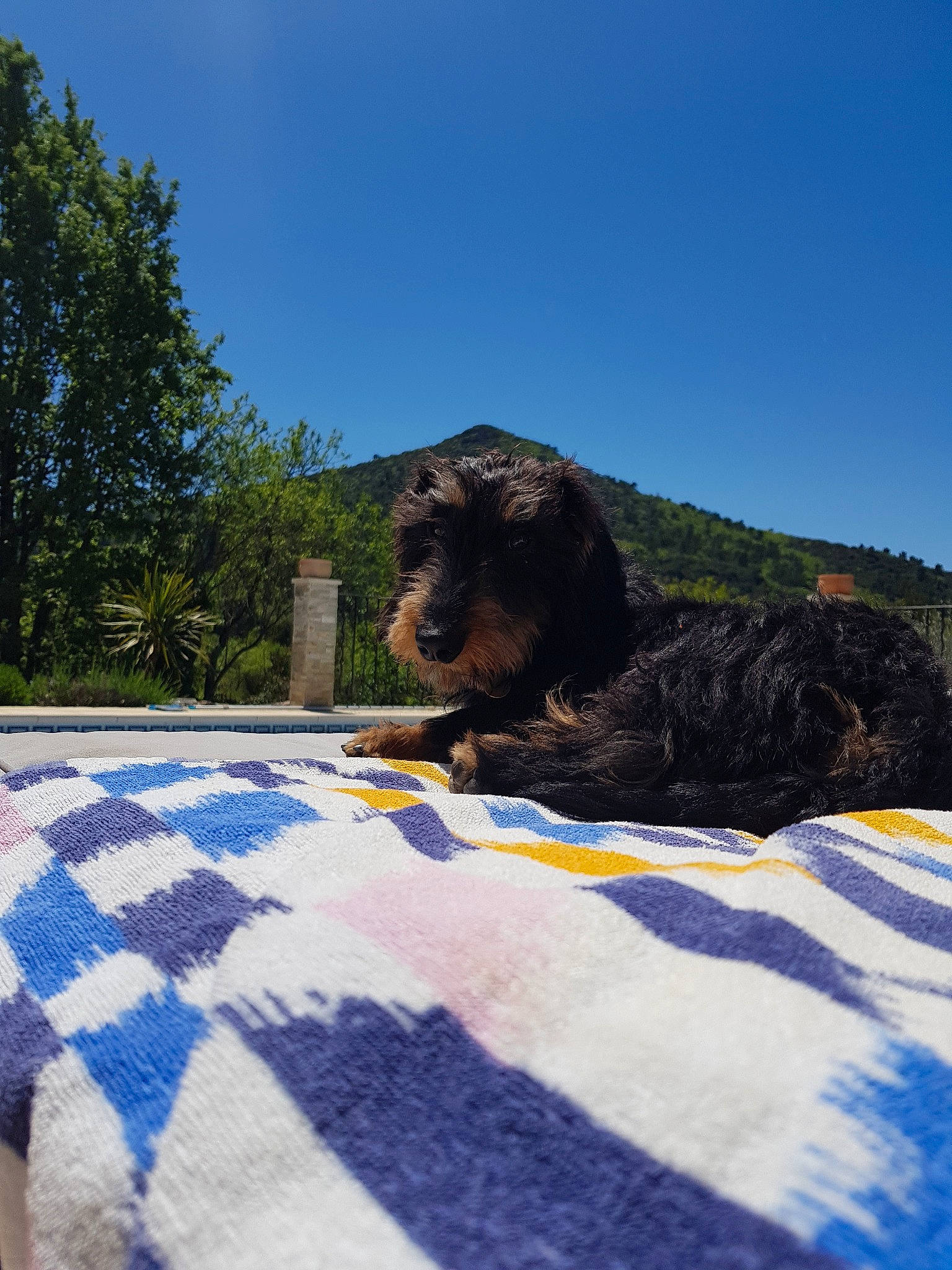 Nuuk a rejoint le concours — aidez-le/la à gagner de superbes lots ! barbet, canidae, carnivore, cavapoo, cockapoo, dog, dog_breed, goldendoodle, labradoodle, poodle_crossbreed, puppy, schnoodle, spanish_water_dog, sporting_group