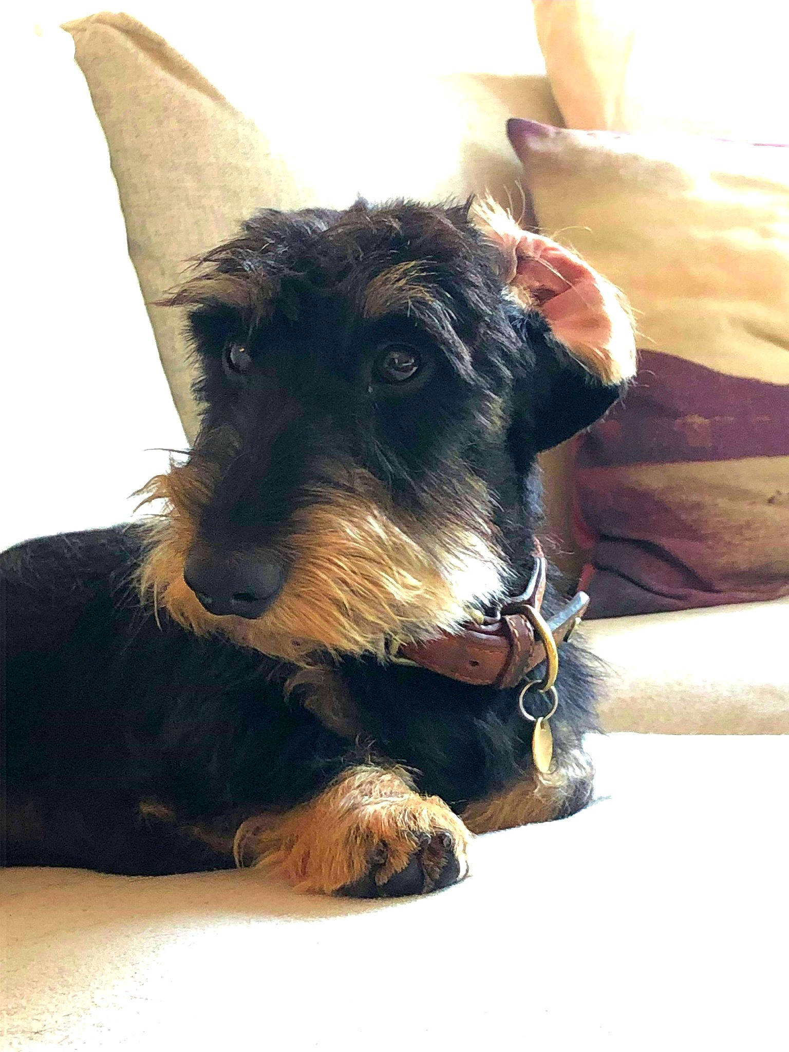 Nuuk a rejoint le concours — aidez-le/la à gagner de superbes lots ! canidae, carnivore, companion_dog, dog, dog_breed, ear, mammal, miniature_schnauzer, puppy, rare_breed_dog, scottish_terrier, snout, sporting_group, terrier, vertebrate