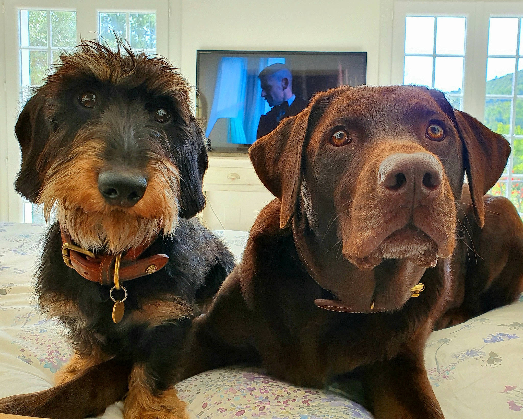 Mousse participe au concours pour gagner de l'argent avec cette photo : canidae, carnivore, companion_dog, dog, dog_breed, german_wirehaired_pointer, hunting_dog, labrador_retriever, liver, mammal, pointing_breed, pudelpointer, rare_breed_dog, retriever, snout, sporting_group, stichelhaar, vertebrate, wirehaired_pointing_griffon