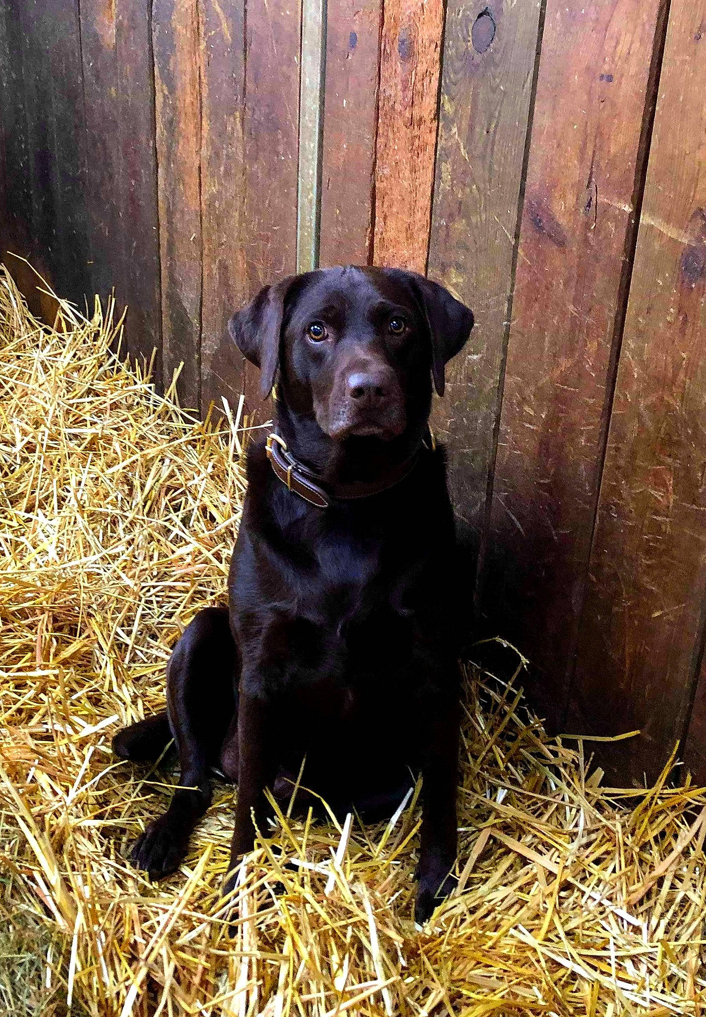 Mousse a rejoint le concours — aidez-le/la à gagner de superbes lots ! beagador, borador, canidae, carnivore, dog, dog_breed, flat_coated_retriever, hunting_dog, labrador_retriever, mammal, patterdale_terrier, plant, retriever, snout, sporting_group, straw, vertebrate