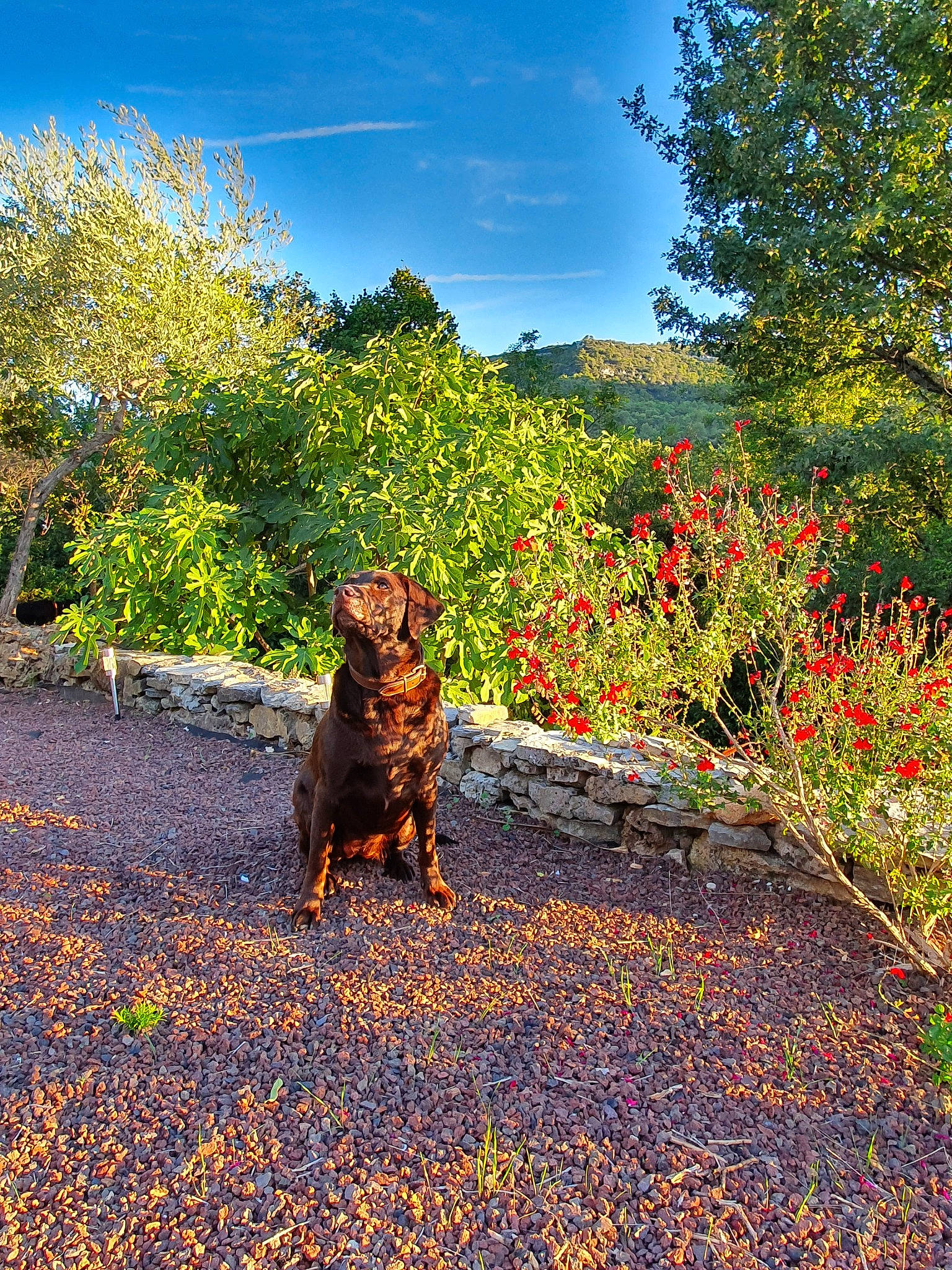 Mousse a rejoint le concours — aidez-le/la à gagner de superbes lots ! autumn, canidae, carnivore, dog, dog_breed, fawn, flower, grass, leaf, plant, shrub, sky, sporting_group, tree