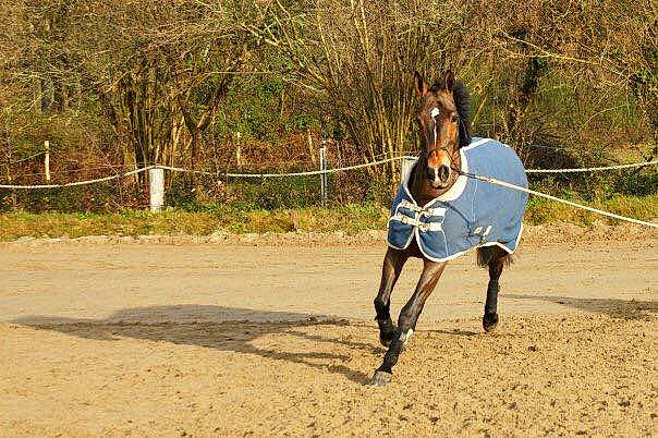 Maeva a rejoint le concours — aidez-le/la à gagner de superbes lots ! animal_sports, bridle, equestrianism, horse, horse_supplies, horse_tack, mane, mare, mustang_horse, pack_animal, recreation, rein, stallion, tree