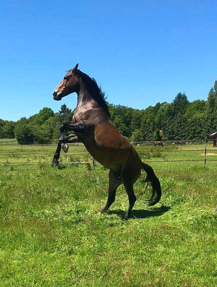 Maeva a rejoint le concours — aidez-le/la à gagner de superbes lots ! colt, farm, foal, grassland, horse, livestock, mammal, mane, mare, meadow, mustang_horse, pack_animal, pasture, przewalskis_horse, ranch, sorrel, stallion, terrestrial_animal, vertebrate, wildlife