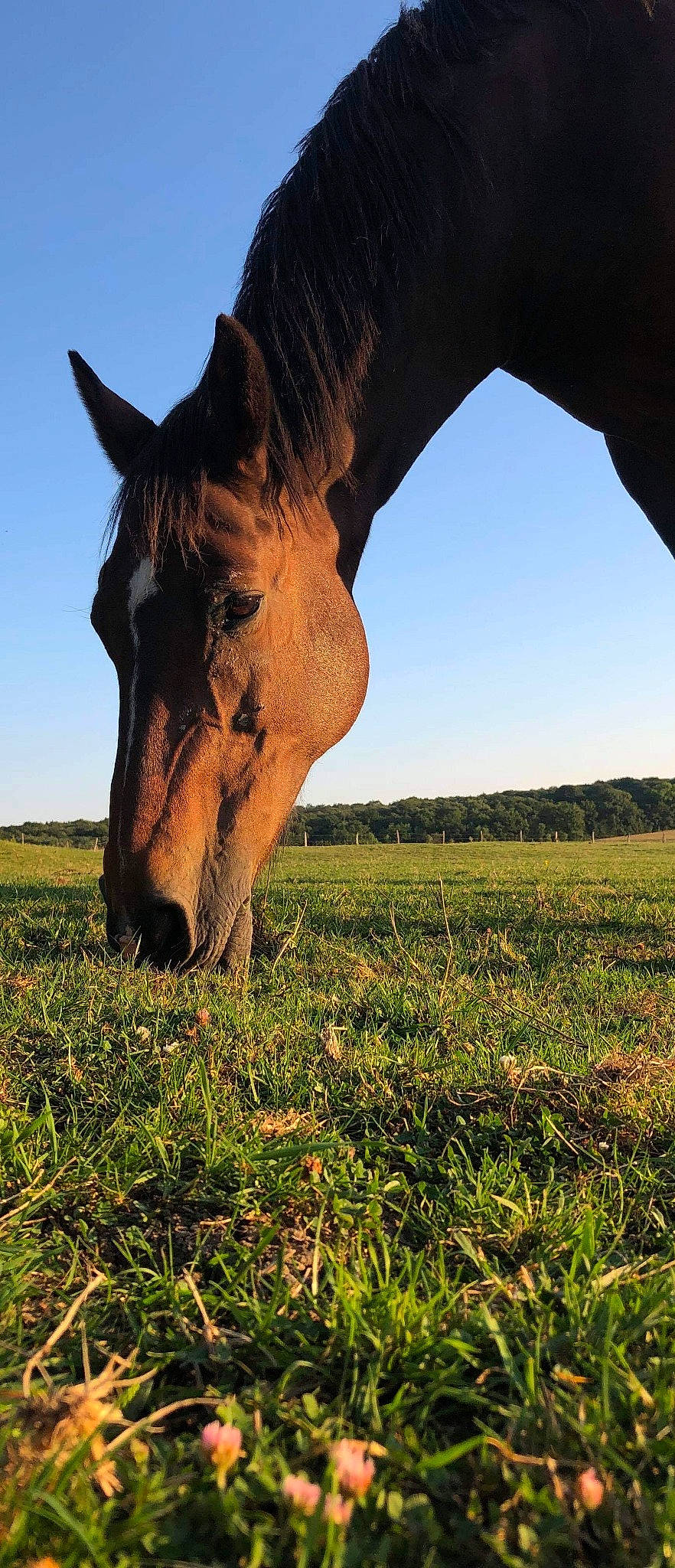 Maeva a rejoint le concours — aidez-le/la à gagner de superbes lots ! field, grass, grassland, grazing, horse, landscape, livestock, mane, mare, meadow, mustang_horse, pasture, plant, sky, sorrel, stallion, tree, wildlife