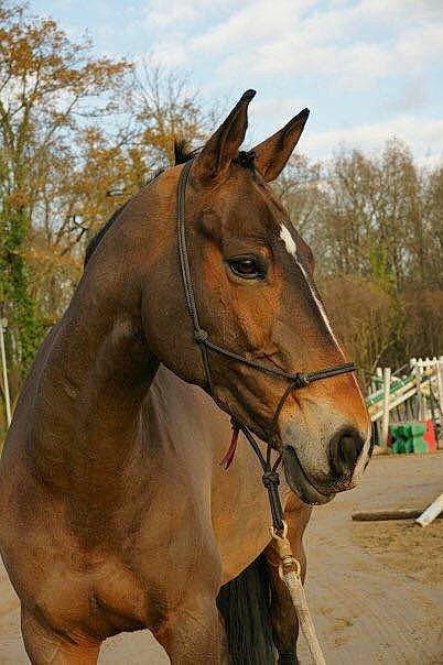 Maeva a rejoint le concours — aidez-le/la à gagner de superbes lots ! bridle, halter, horse, horse_supplies, horse_tack, liver, mammal, mane, mare, mustang_horse, pack_animal, rein, snout, sorrel, stallion, vertebrate