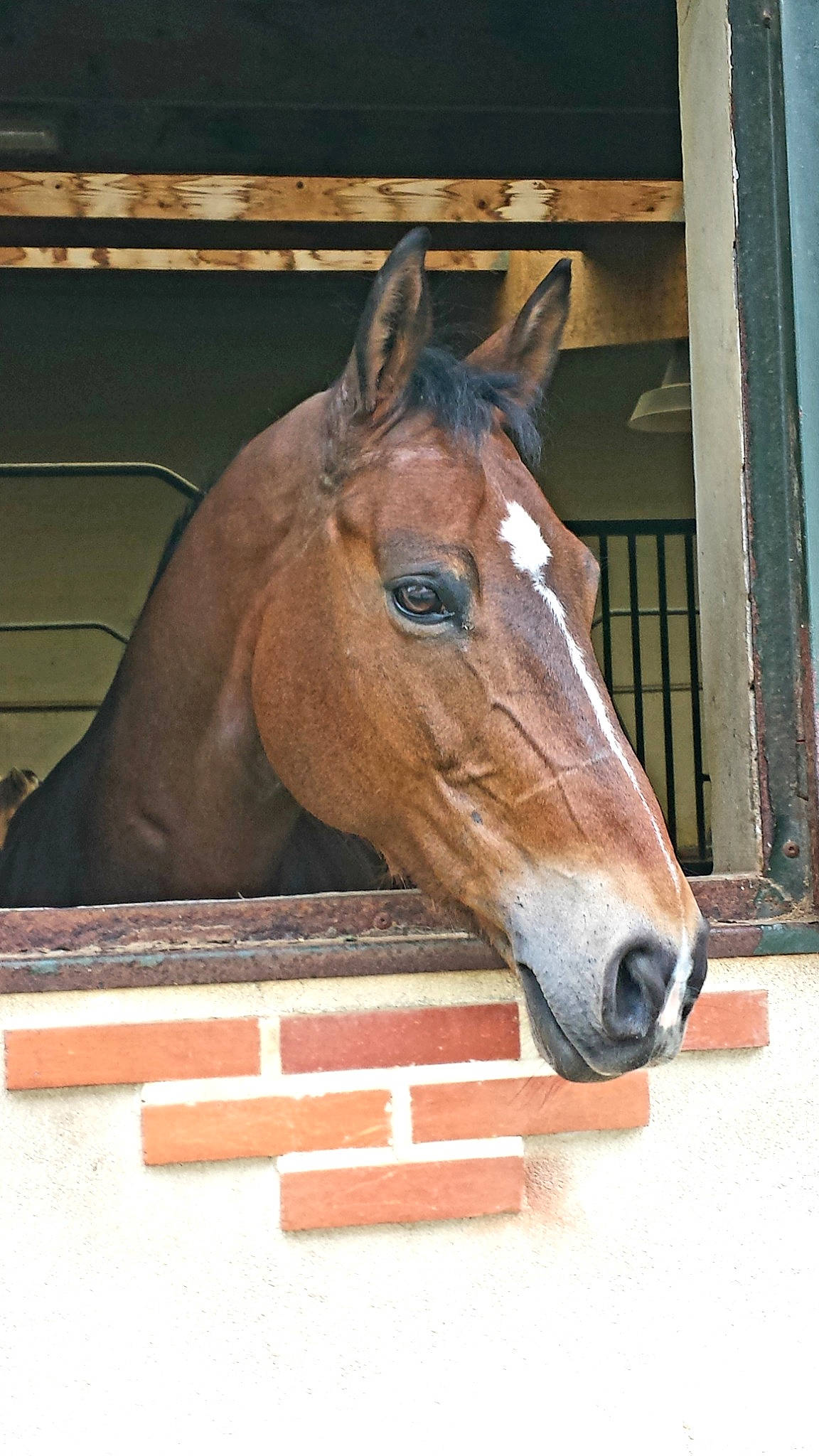 Maeva participe au concours pour gagner de l'argent avec cette photo : bridle, horse, horse_tack, liver, mane, mare, pack_animal, snout, sorrel, stable, stallion, wood