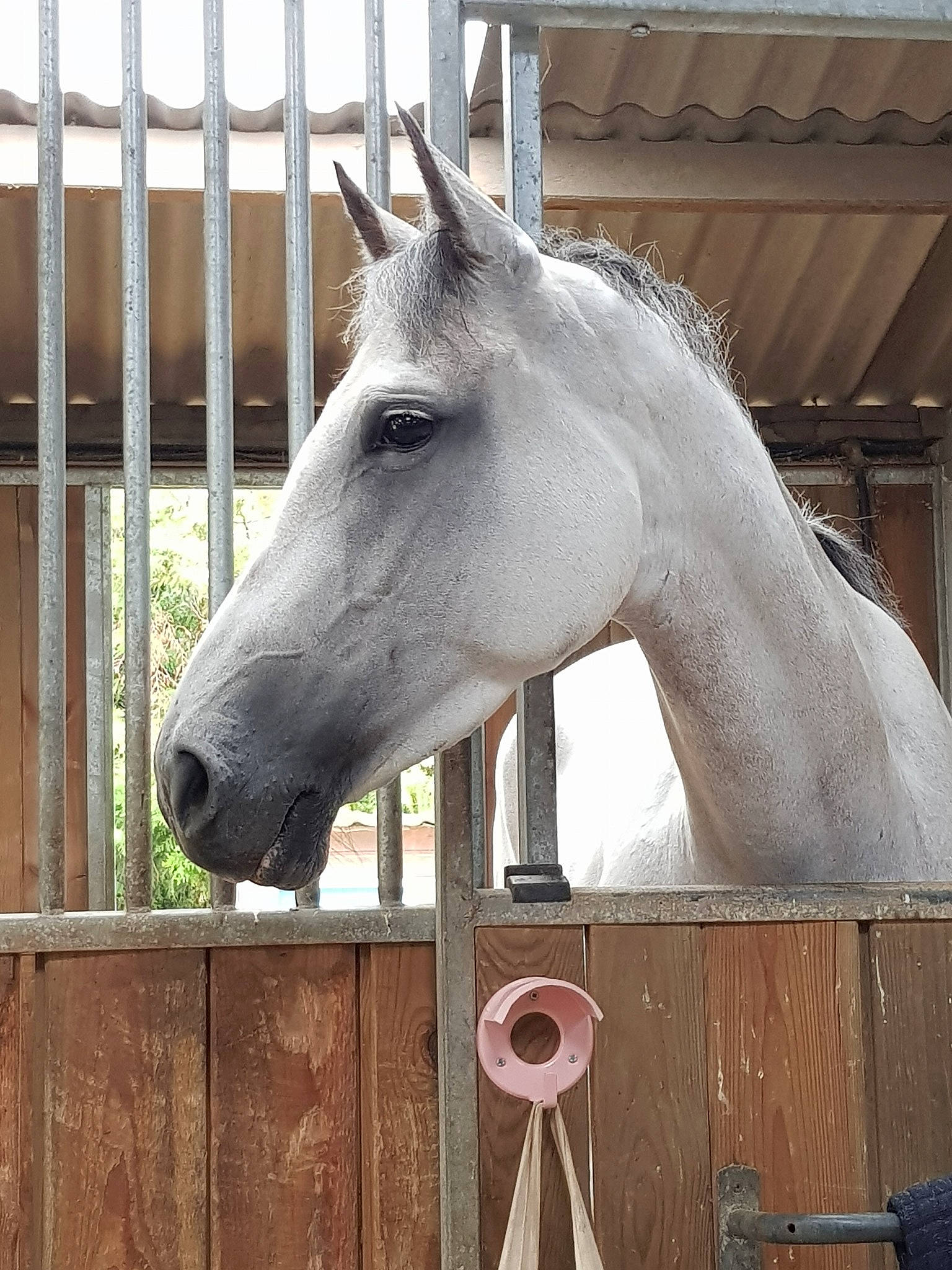 Cherish a rejoint le concours — aidez-le/la à gagner de superbes lots ! bridle, ear, horse, mane, mare, mustang_horse, nose, snout, stable, stallion