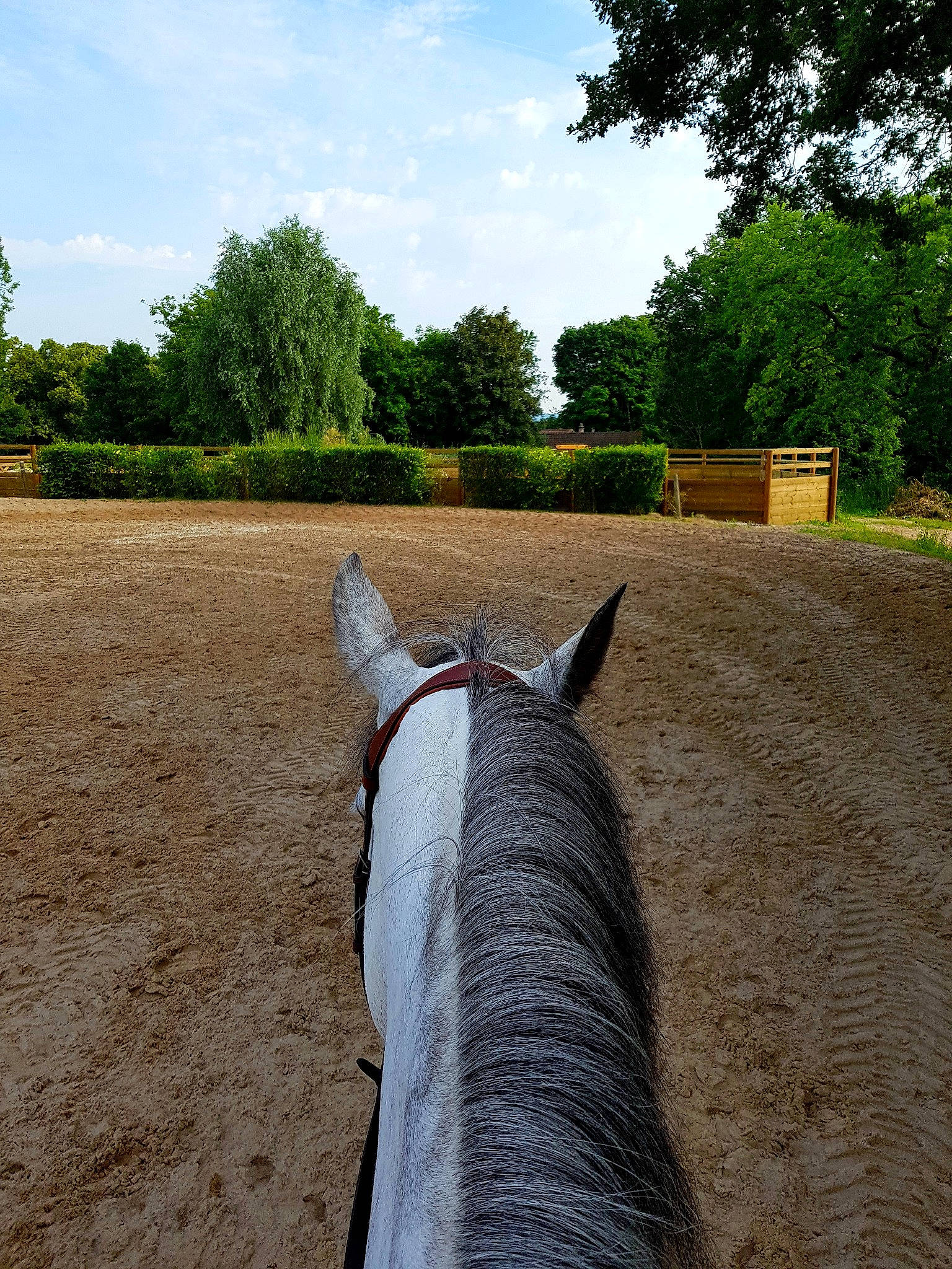 Cherish participe au concours pour gagner de l'argent avec cette photo : equestrianism, farm, fence, grass, hay, horse, mane, mare, plant, recreation, rural_area, tree, vacation, water, working_animal