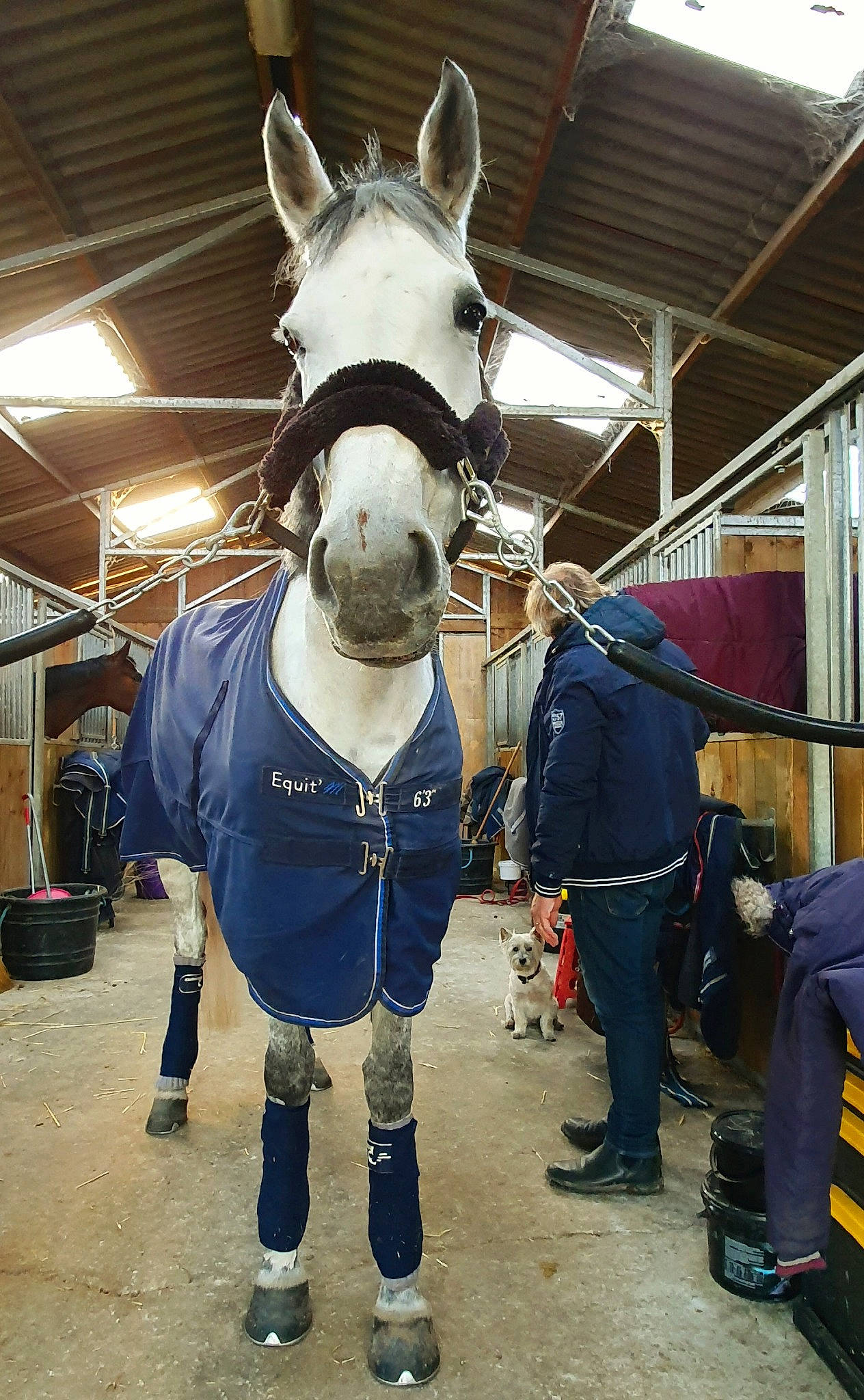 Cherish a rejoint le concours — aidez-le/la à gagner de superbes lots ! bridle, halter, horse, horse_grooming, horse_harness, horse_supplies, horse_tack, mane, mare, pack_animal, rein, snout