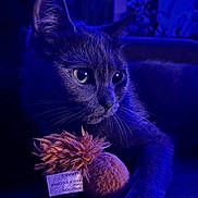 Gan a rejoint le concours — aidez-le/la à gagner de superbes lots ! cat, close_up, toy, indoor, blue_light, whiskers, feline, pet, fur, animal, portrait, eyes, playing, soft, cute, domestic_cat, looking_away, night, mystical, cozy