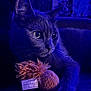 cat, close_up, toy, indoor, blue_light, whiskers, feline, pet, fur, animal, portrait, eyes, playing, soft, cute, domestic_cat, looking_away, night, mystical, cozy