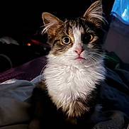 Merlin a rejoint le concours — aidez-le/la à gagner de superbes lots ! kitten, cat, animal, pet, fur, whiskers, cute, eyes, indoor, blanket, soft, cozy, portrait, young, mammal, feline, curious, sitting, domestic, closeup