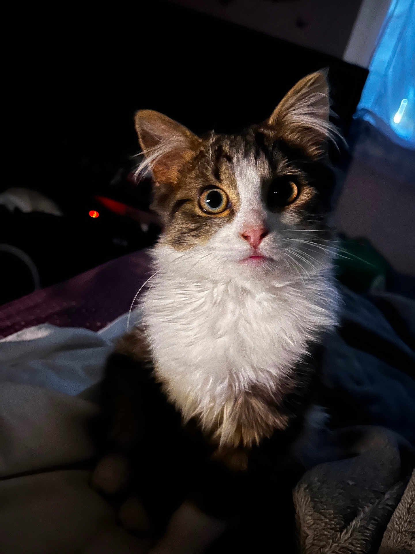 Merlin a rejoint le concours — aidez-le/la à gagner de superbes lots ! kitten, cat, animal, pet, fur, whiskers, cute, eyes, indoor, blanket, soft, cozy, portrait, young, mammal, feline, curious, sitting, domestic, closeup