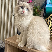 Geralt participe au concours pour gagner de l'argent avec cette photo : cat, blue_eyes, fluffy_fur, indoor, wooden_surface, plant, pink_flower, radiator, decor, curious, sitting, pet, feline, whiskers, soft_fur, ears, domestic_animal, closeup, light, cozy