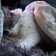 Geralt a rejoint le concours — aidez-le/la à gagner de superbes lots ! blanket, cat, closeup, comfort, cozy, cushion, cute, domestic_animal, feline, fluffy, fur, indoor, nap, peaceful, pet, relaxing, resting, sleeping, soft, whiskers
