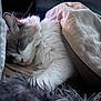 blanket, cat, closeup, comfort, cozy, cushion, cute, domestic_animal, feline, fluffy, fur, indoor, nap, peaceful, pet, relaxing, resting, sleeping, soft, whiskers