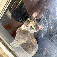 Molly is registered to the contest to win money with this photo: cat, green_eyes, window, reflection, scratched_glass, dusty, curious, feline, indoor, pet, animal, looking_up, close_up, portrait, domestic_cat, whiskers, ears, fur, sitting, shadow