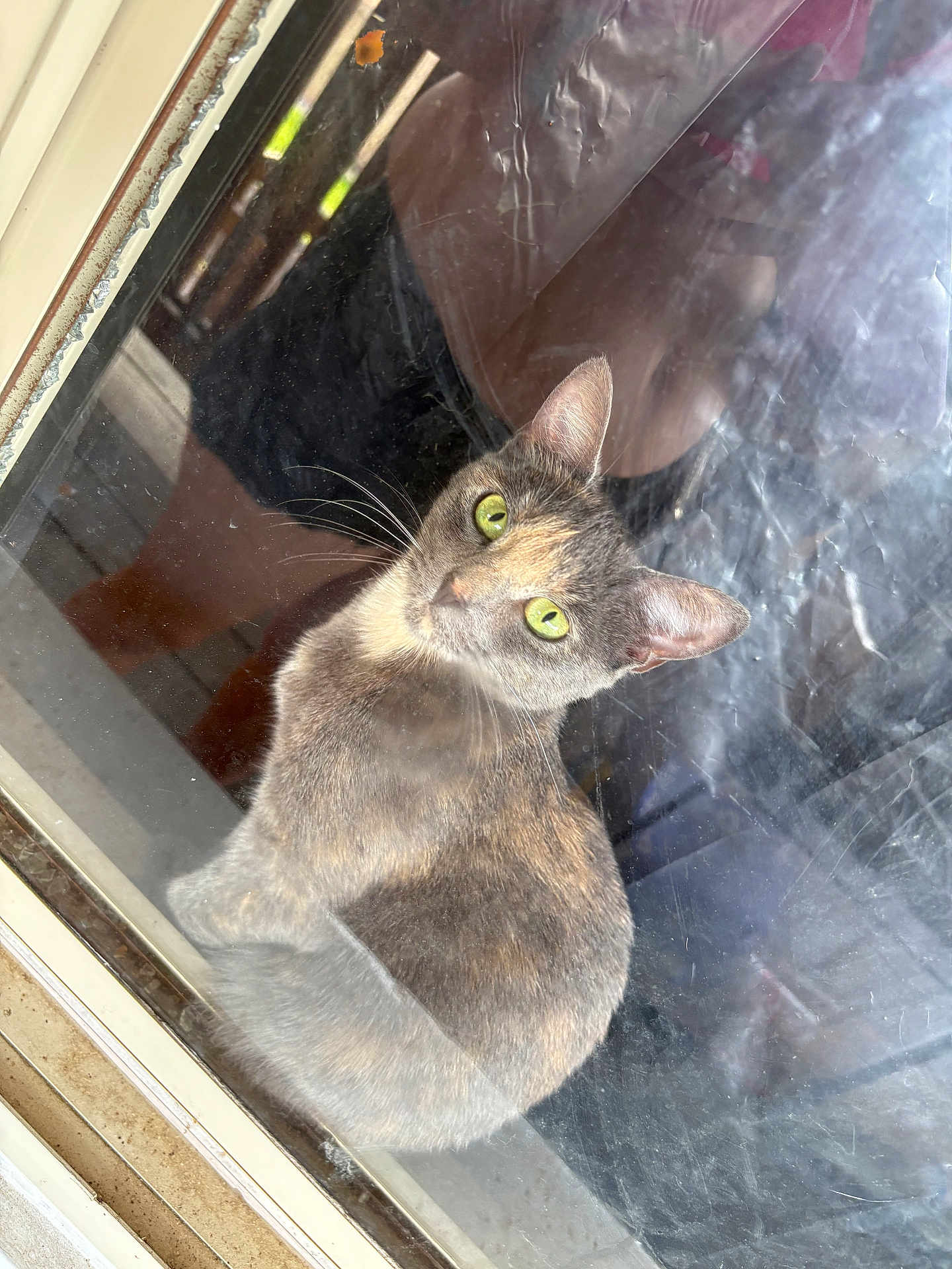 Molly