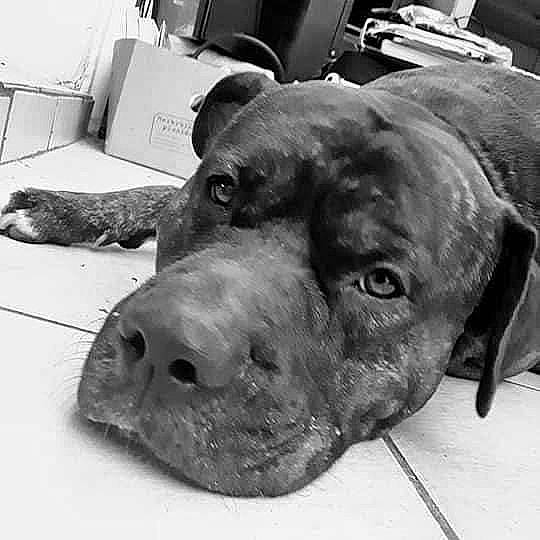 Atila participe au concours pour gagner de l'argent avec cette photo : alano_espanol, american_pit_bull_terrier, bandog, cane_corso, canidae, carnivore, dog, dog_breed, ear, great_dane, mammal, molosser, non_sporting_group, pit_bull, snout, sporting_group, whiskers, working_dog