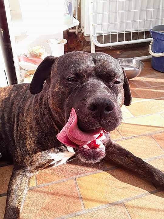 Atila a rejoint le concours — aidez-le/la à gagner de superbes lots ! alaunt, american_pit_bull_terrier, american_staffordshire_terrier, bandog, cane_corso, canidae, carnivore, dog, dog_breed, fawn, guard_dog, mammal, molosser, non_sporting_group, perro_de_presa_canario, pit_bull, snout, sporting_group, vertebrate