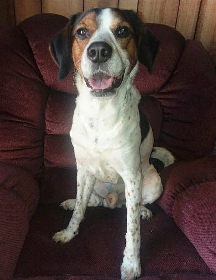 animal, brown, canine, chair, comfortable, cushion, dog, domestic, ears, friendly, fur, happy, indoor, looking_at_camera, nose, pet, sitting, spotted, tongue_out, white