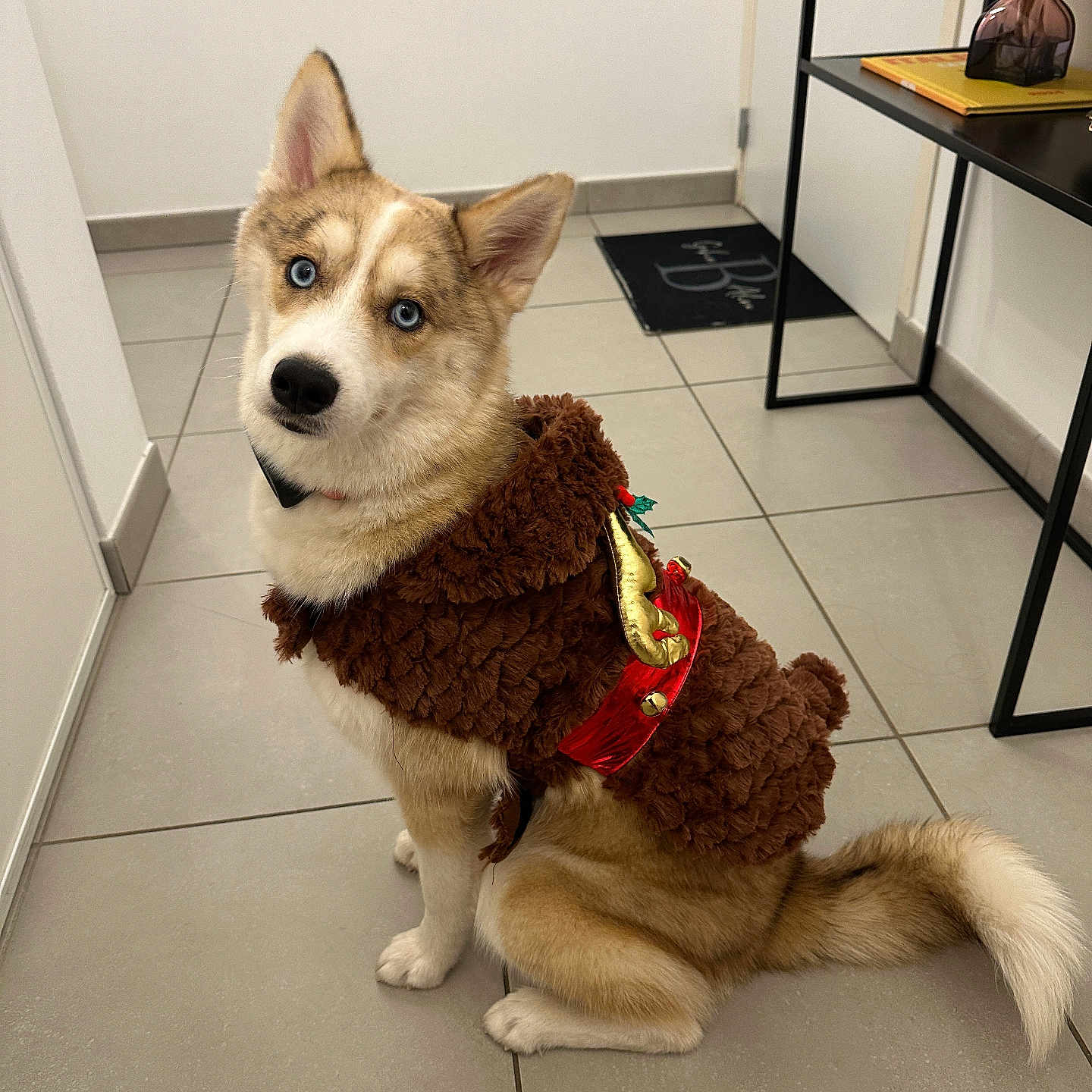 Mango participe au concours pour gagner de l'argent avec cette photo : accessories, animal, architecture, canine, dog, eskimodog, furniture, hardwood, homedecor, husky, indoors, interiordesign, leash, pet, puppy, rug, strap, table, whitedog, wood