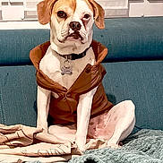 Django a rejoint le concours — aidez-le/la à gagner de superbes lots ! dog, pet, sitting, jacket, brown, white, couch, blanket, indoor, canine, fur, collar, tag, ears, nose, paw, face, expression, furniture, home