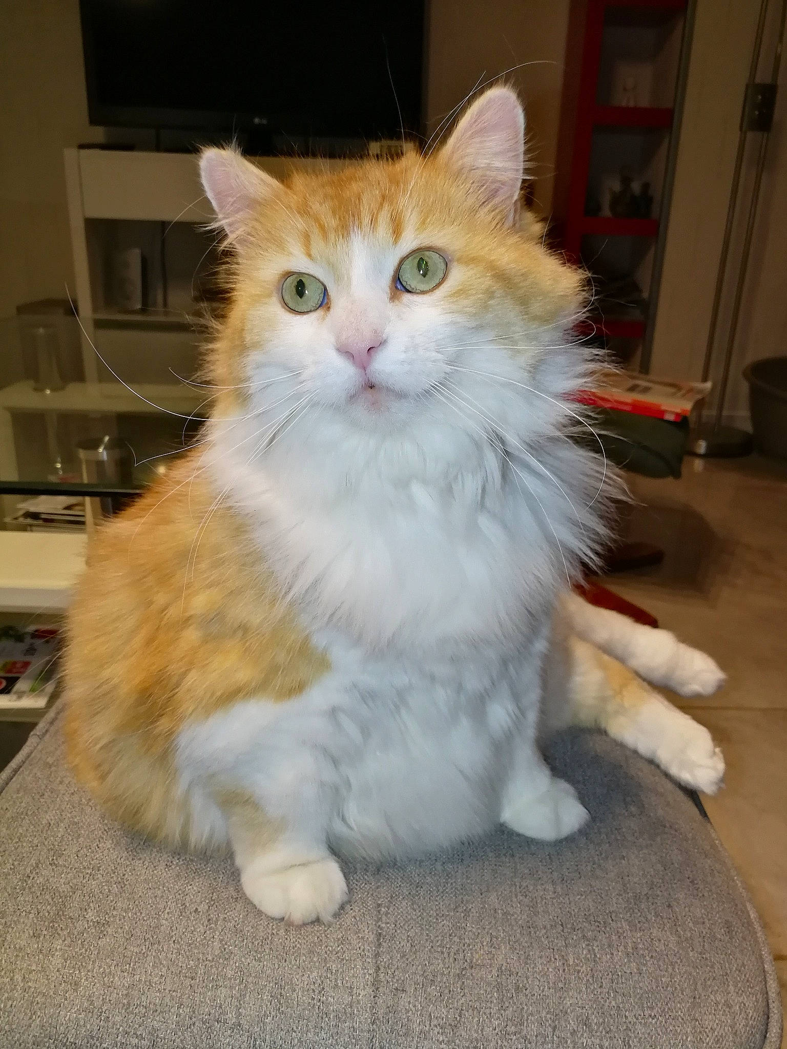 Hyouka participe au concours pour gagner de l'argent avec cette photo : aegean_cat, american_curl, asian_semi_longhair, british_semi_longhair, carnivore, cat, cymric, domestic_long_haired_cat, fawn, felidae, fur, maine_coon, mammal, norwegian_forest_cat, polydactyl_cat, ragamuffin, small_to_medium_sized_cats, tail, vertebrate, whiskers