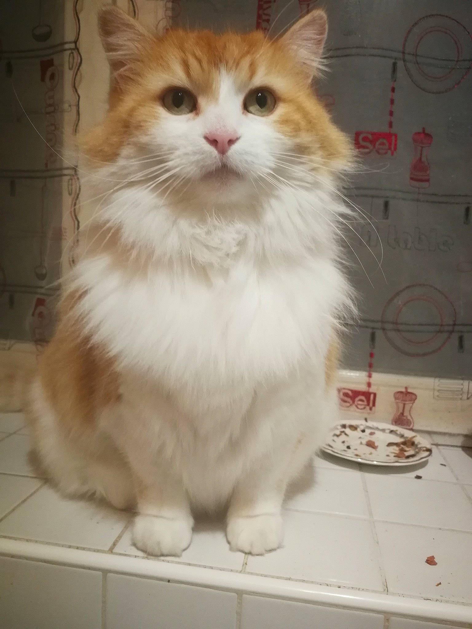 Hyouka a rejoint le concours — aidez-le/la à gagner de superbes lots ! aegean_cat, asian_semi_longhair, british_semi_longhair, carnivore, cat, cymric, domestic_long_haired_cat, domestic_short_haired_cat, european_shorthair, felidae, kitten, kurilian_bobtail, mammal, norwegian_forest_cat, ragamuffin, siberian, small_to_medium_sized_cats, snout, vertebrate, whiskers