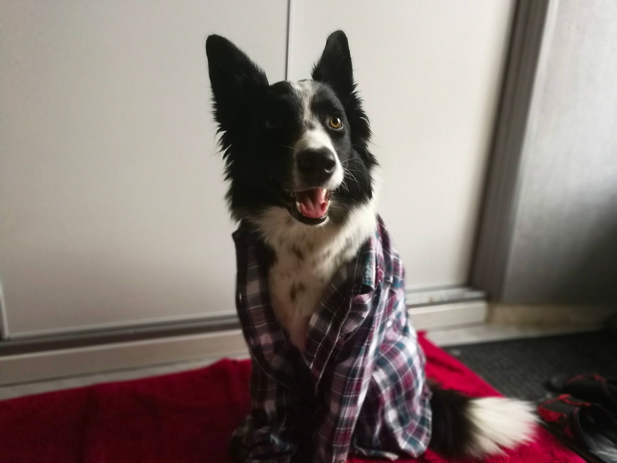 Inaya a rejoint le concours — aidez-le/la à gagner de superbes lots ! border_collie, canidae, carnivore, dog, dog_breed, fur, herding_dog, mammal, snout, sporting_group, vertebrate, whiskers, working_dog