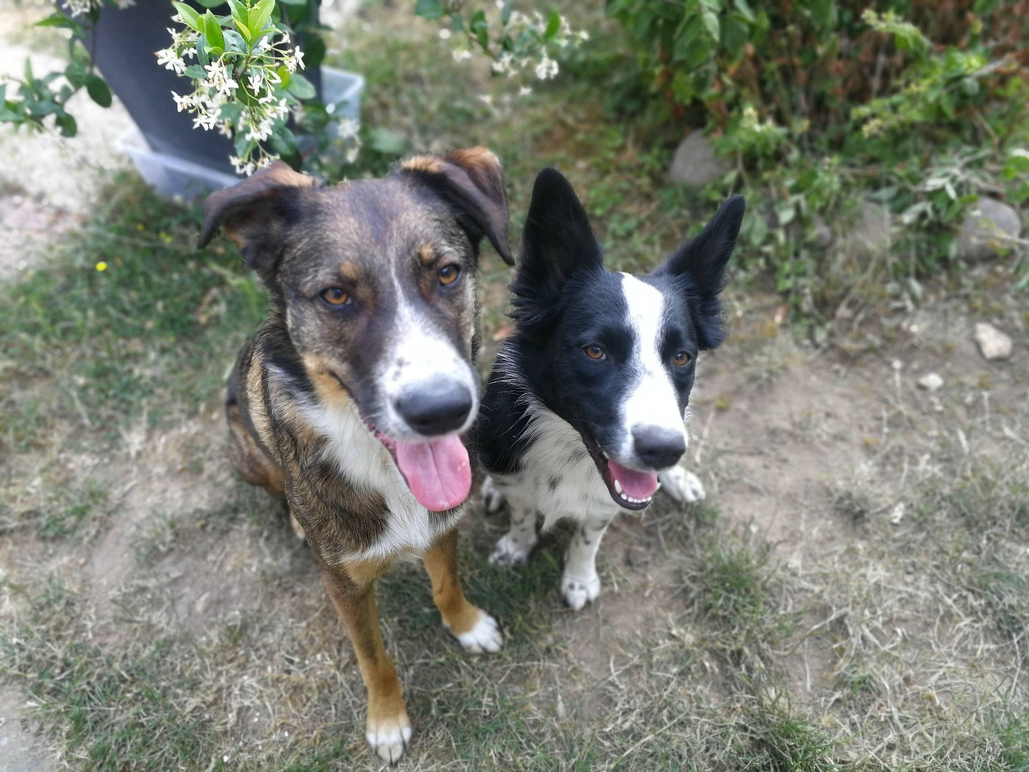 Inaya a rejoint le concours — aidez-le/la à gagner de superbes lots ! australian_collie, canidae, carnivore, dog, dog_breed, feist, herding_dog, mammal, mcnab, texas_heeler, vertebrate, working_dog