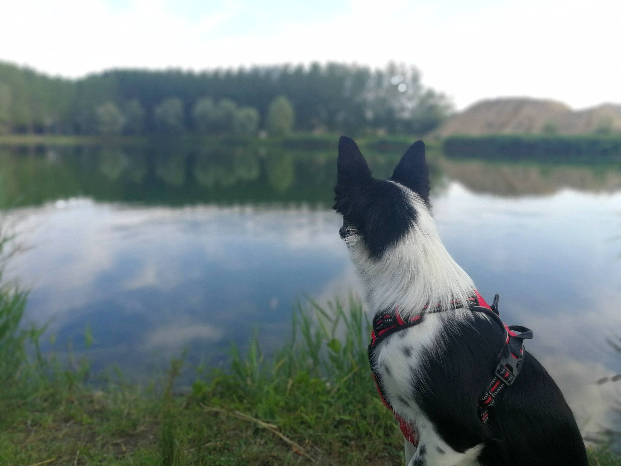 Inaya a rejoint le concours — aidez-le/la à gagner de superbes lots ! atmospheric_phenomenon, border_collie, canidae, carnivore, dog, dog_breed, herding_dog, karelian_bear_dog, laika, lake, loch, mammal, russo_european_laika, sporting_group, stabyhoun, tree, vertebrate, working_dog