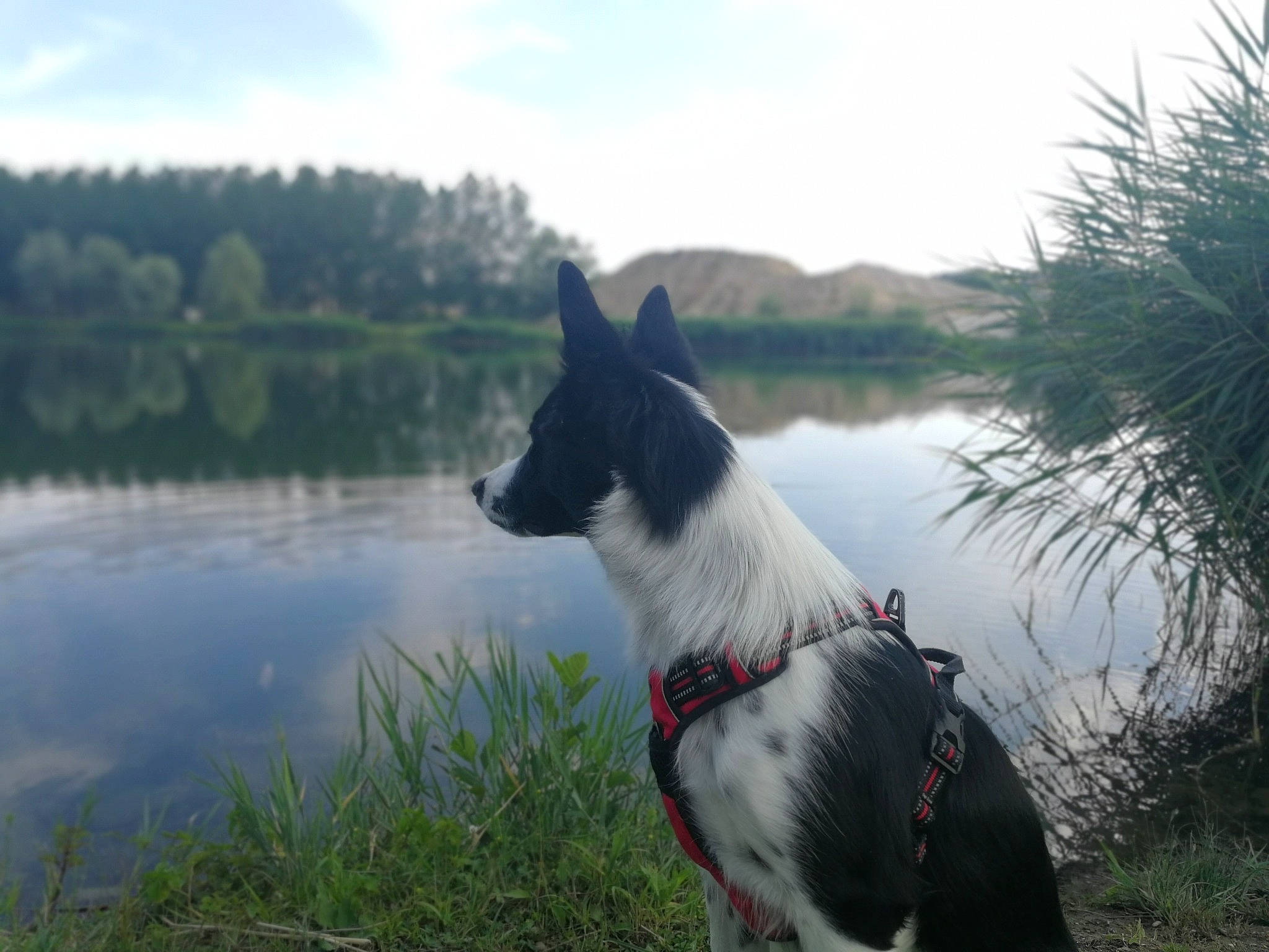 Inaya participe au concours pour gagner de l'argent avec cette photo : black_norwegian_elkhound, canaan_dog, canidae, carnivore, dog, dog_breed, east_siberian_laika, karelian_bear_dog, laika, mammal, russo_european_laika, vertebrate