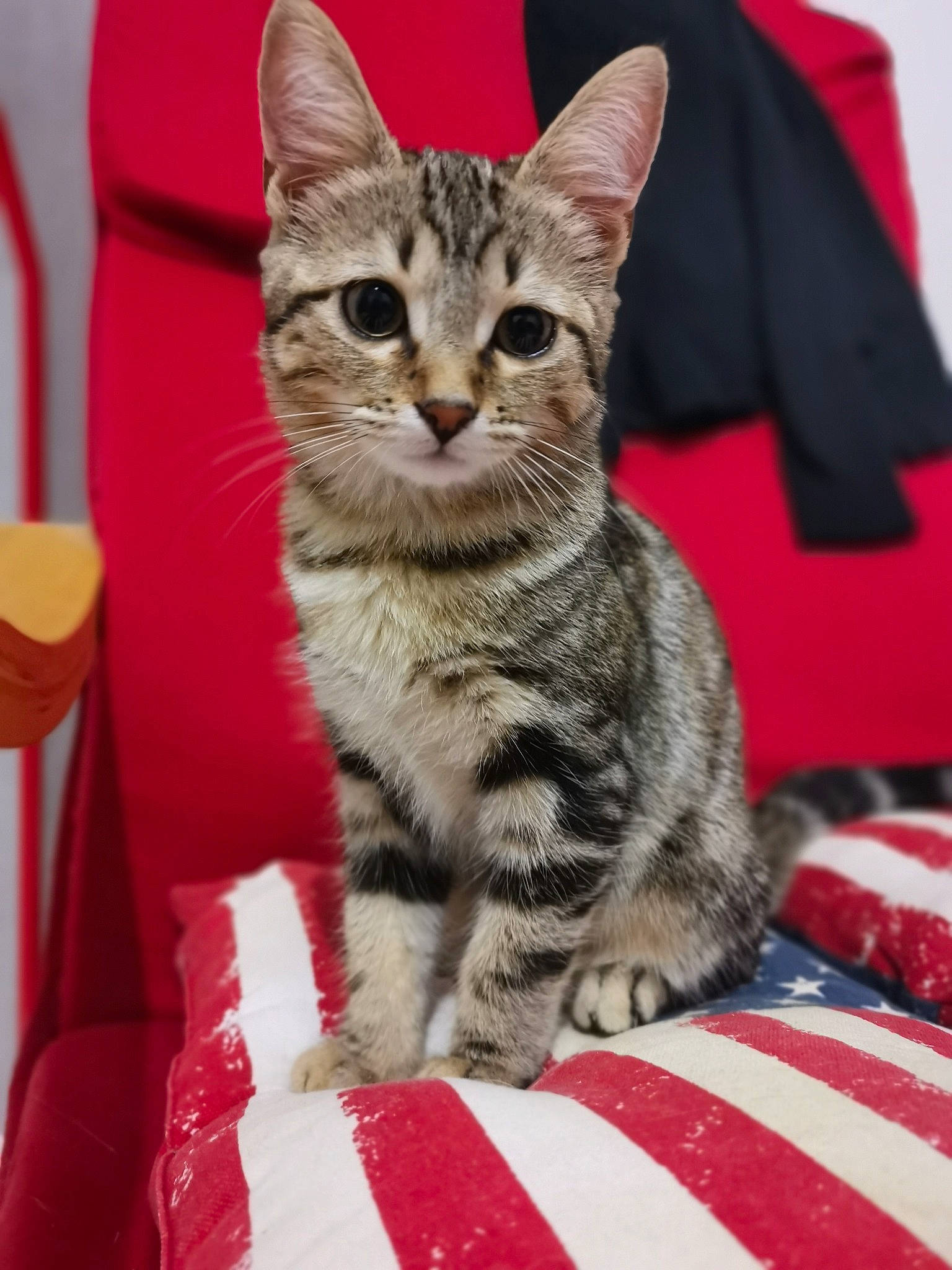 Elfe a rejoint le concours — aidez-le/la à gagner de superbes lots ! american_shorthair, american_wirehair, asian, australian_mist, california_spangled, carnivore, cat, domestic_short_haired_cat, dragon_li, egyptian_mau, european_shorthair, felidae, kitten, mammal, pixie_bob, small_to_medium_sized_cats, tabby_cat, toyger, vertebrate, whiskers