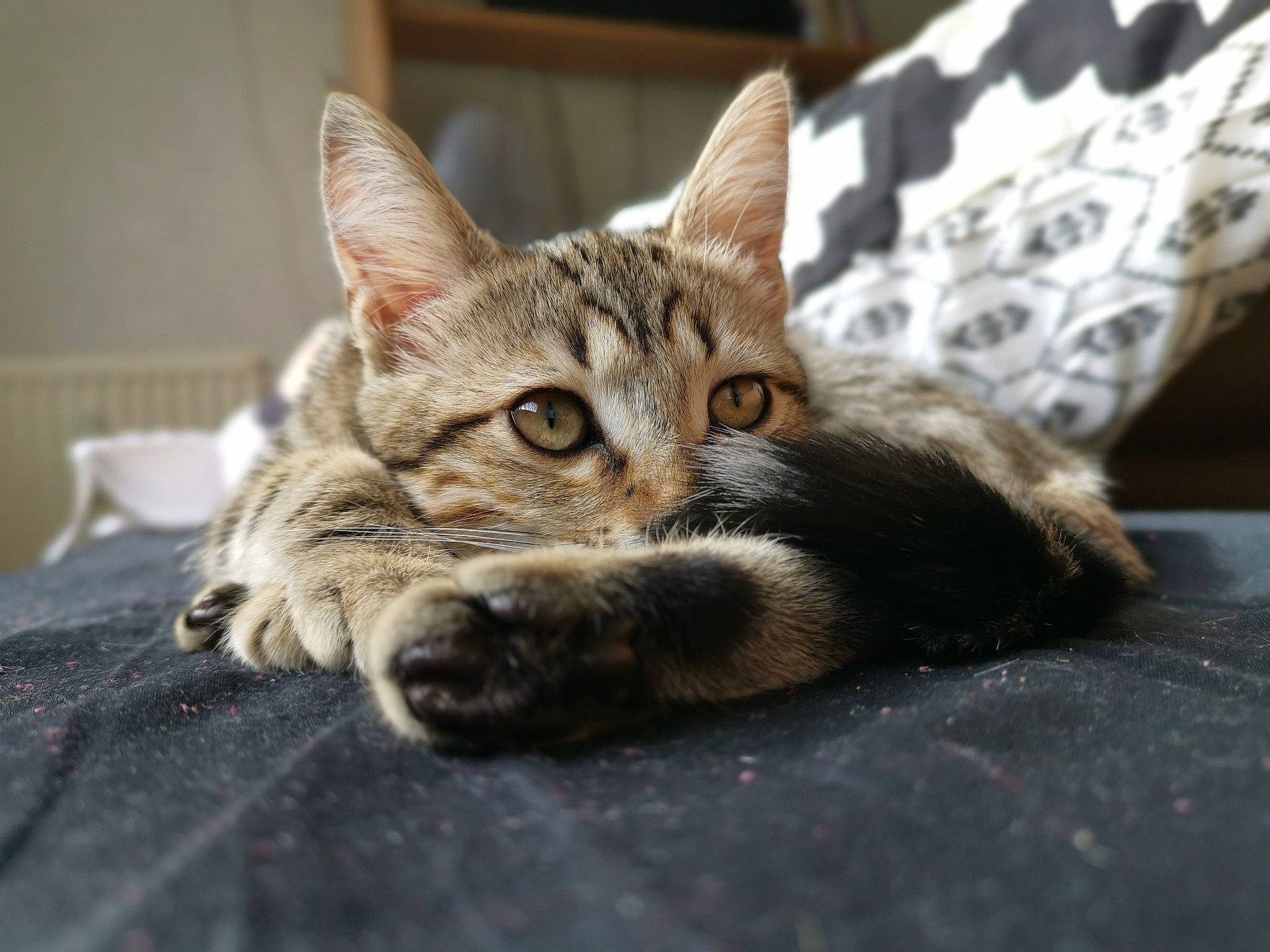 Elfe participe au concours pour gagner de l'argent avec cette photo : aegean_cat, american_shorthair, american_wirehair, asian, california_spangled, carnivore, cat, domestic_short_haired_cat, dragon_li, european_shorthair, eye, felidae, kitten, mammal, paw, small_to_medium_sized_cats, snout, tabby_cat, vertebrate, whiskers