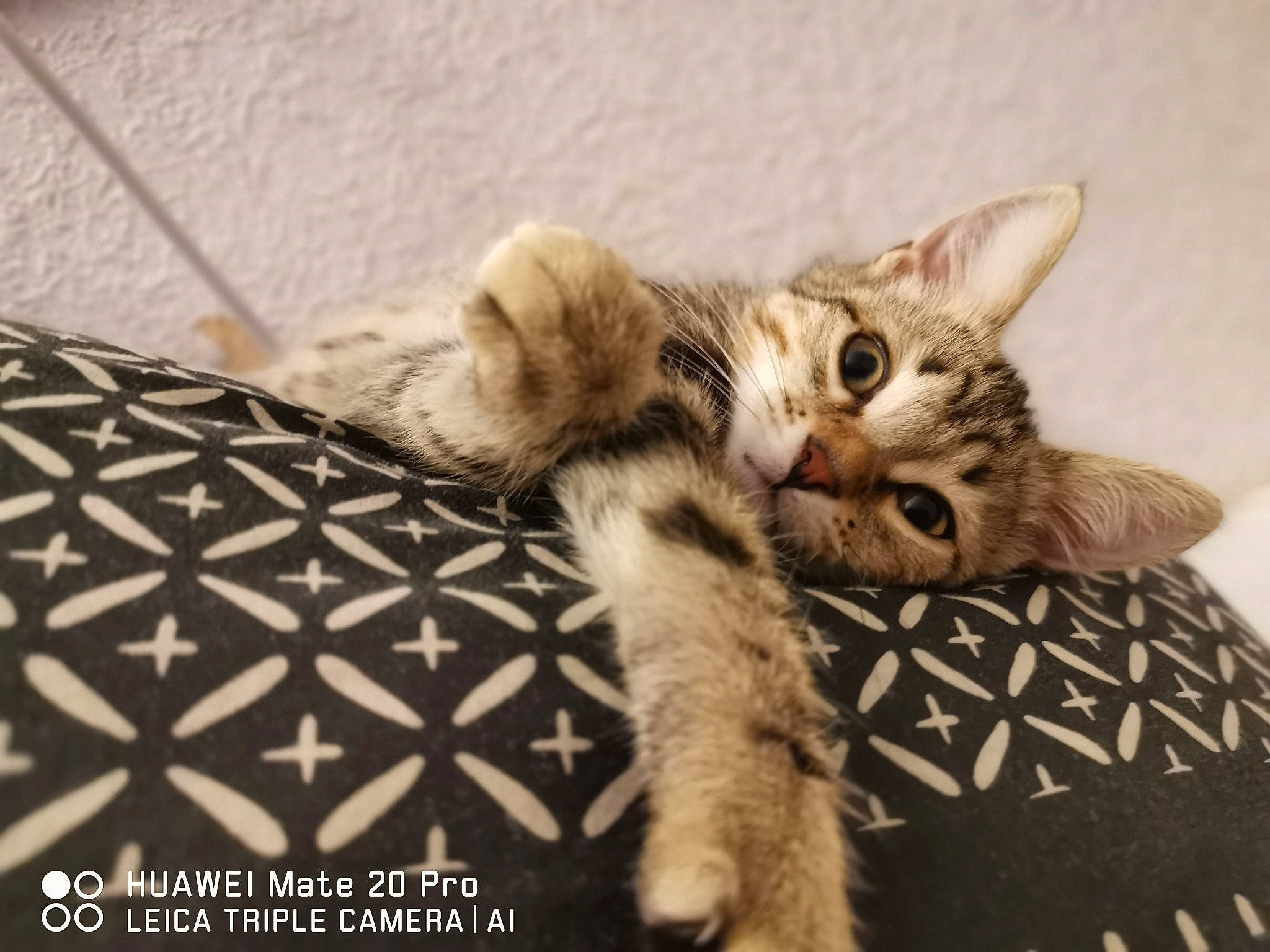 Elfe a rejoint le concours — aidez-le/la à gagner de superbes lots ! aegean_cat, american_shorthair, arabian_mau, asian, carnivore, cat, domestic_short_haired_cat, dragon_li, egyptian_mau, european_shorthair, felidae, kitten, mammal, paw, photo_caption, pixie_bob, polydactyl_cat, small_to_medium_sized_cats, tabby_cat, whiskers