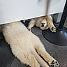 Bouba a rejoint le concours — aidez-le/la à gagner de superbes lots ! animal, cozy, cute, dog, floor, fluffy, furniture, hidden, indoor, lying_down, paw, pet, playful, puppy, relaxed, resting, table_leg, tile_floor, two_dogs, white