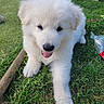 puppy, dog, grass, outdoor, animal, pet, white_fur, playful, tongue_out, cute, young_dog, nature, resting, ball, happy, fur, canine, summer, daylight, park