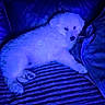 animal, blanket, blue_light, comfort, couch, cozy, cute, dog, fluffy, fur, home, indoor, pet, puppy, relaxing, resting, sleepy, texture, white, young