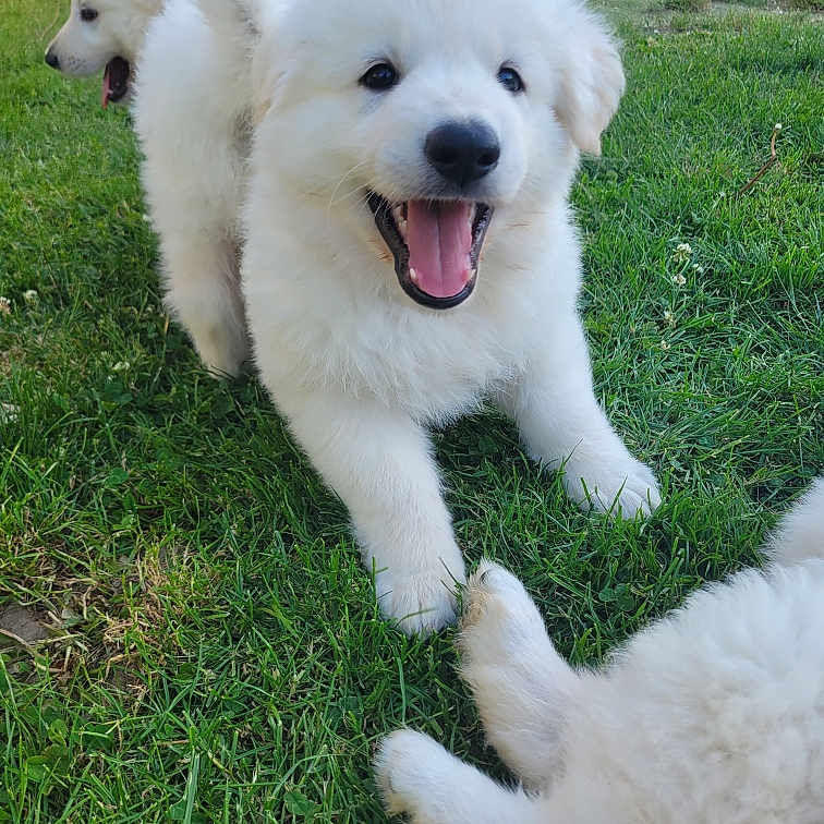 Bouba