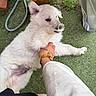 Bouba participe au concours pour gagner de l'argent avec cette photo : puppy, dog, white_fur, grass, rope_toy, hand, watch, tattoo, playful, outdoor, paw, person, sleeve, casual_clothing, pet, cute, relaxing, animal, young_dog, interaction