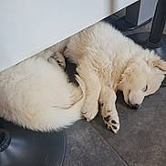 Bouba participe au concours pour gagner de l'argent avec cette photo : animal, cozy, curled_up, cute, dog, floor, fluffy, furniture_leg, indoor, paw, peaceful, pet, puppy, quiet, resting, sleeping, tail, tile_floor, white_fur, young_dog