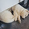 animal, cozy, curled_up, cute, dog, floor, fluffy, furniture_leg, indoor, paw, peaceful, pet, puppy, quiet, resting, sleeping, tail, tile_floor, white_fur, young_dog