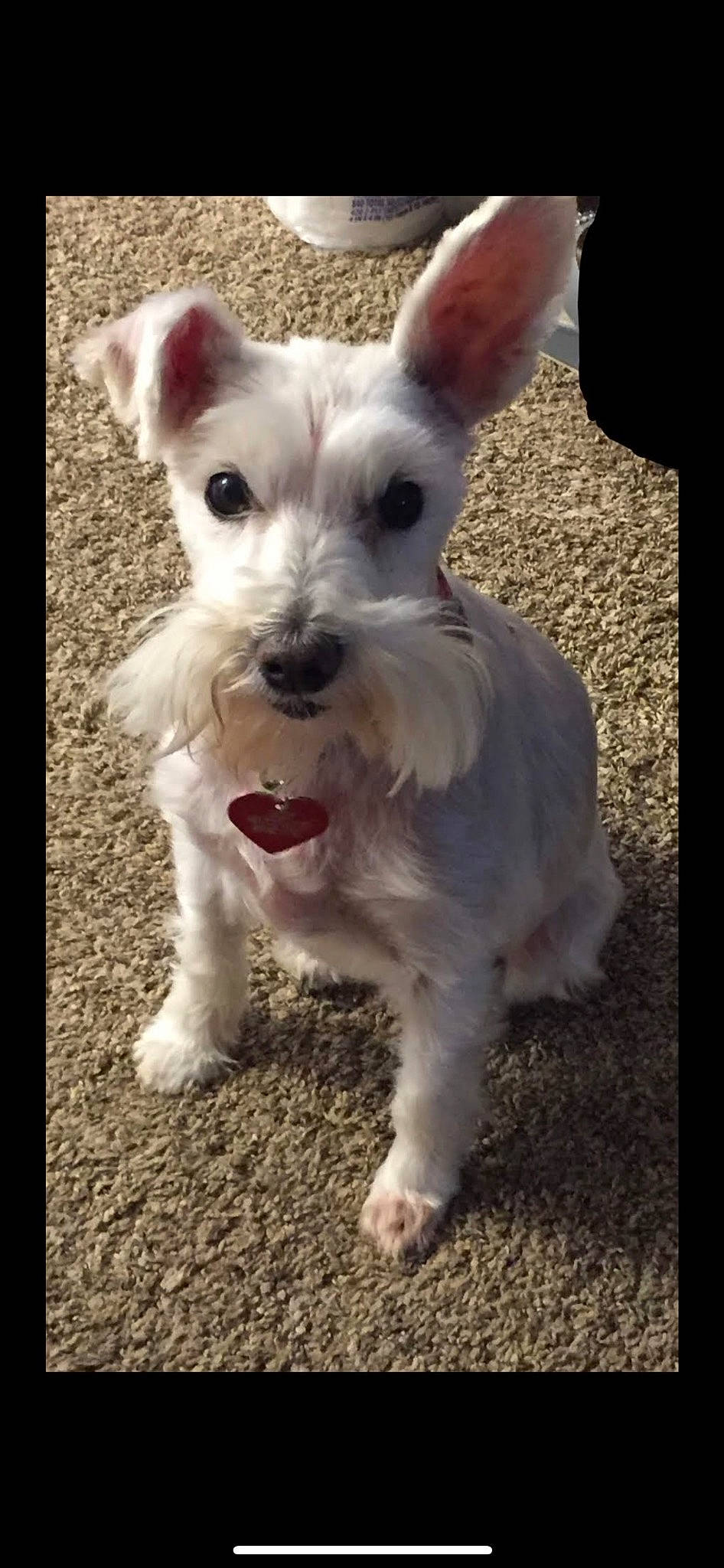 Daisy is registered to the contest to win money with this photo: ancient_dog_breeds, canidae, carnivore, collar, companion_dog, dog, dog_breed, dog_collar, dog_supply, ear, fur, non_sporting_group, paw, scottish_terrier, small_terrier, snout, sporting_group, tail, terrier, working_animal