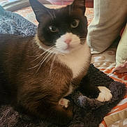 Benji joined the competition — help win amazing prizes! cat, tuxedo_cat, pet, indoor, blanket, cushion, bedspread, furniture, resting, cozy, fur, whiskers, pink_nose, paw, domestic_animal, mammal, relaxed, animal, cute, companion
