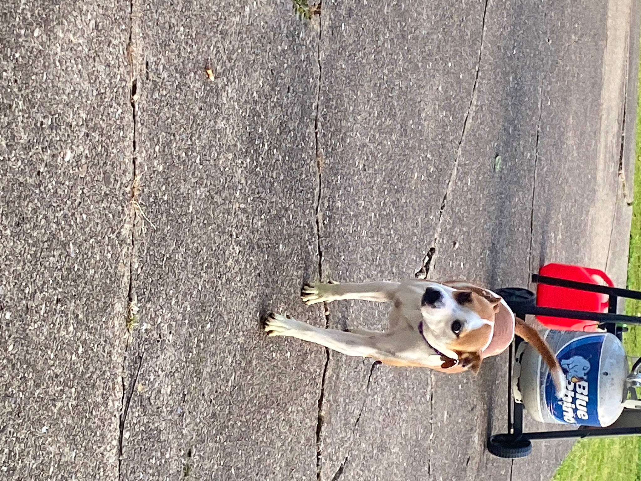 Bell is registered to the contest to win money with this photo: adventure, art, asphalt, auto_part, canidae, carnivore, cement, collar, companion_dog, concrete, dog, dog_breed, dog_supply, pet_supply, road_surface, shadow, sidewalk, sporting_group, vehicle_door, wood