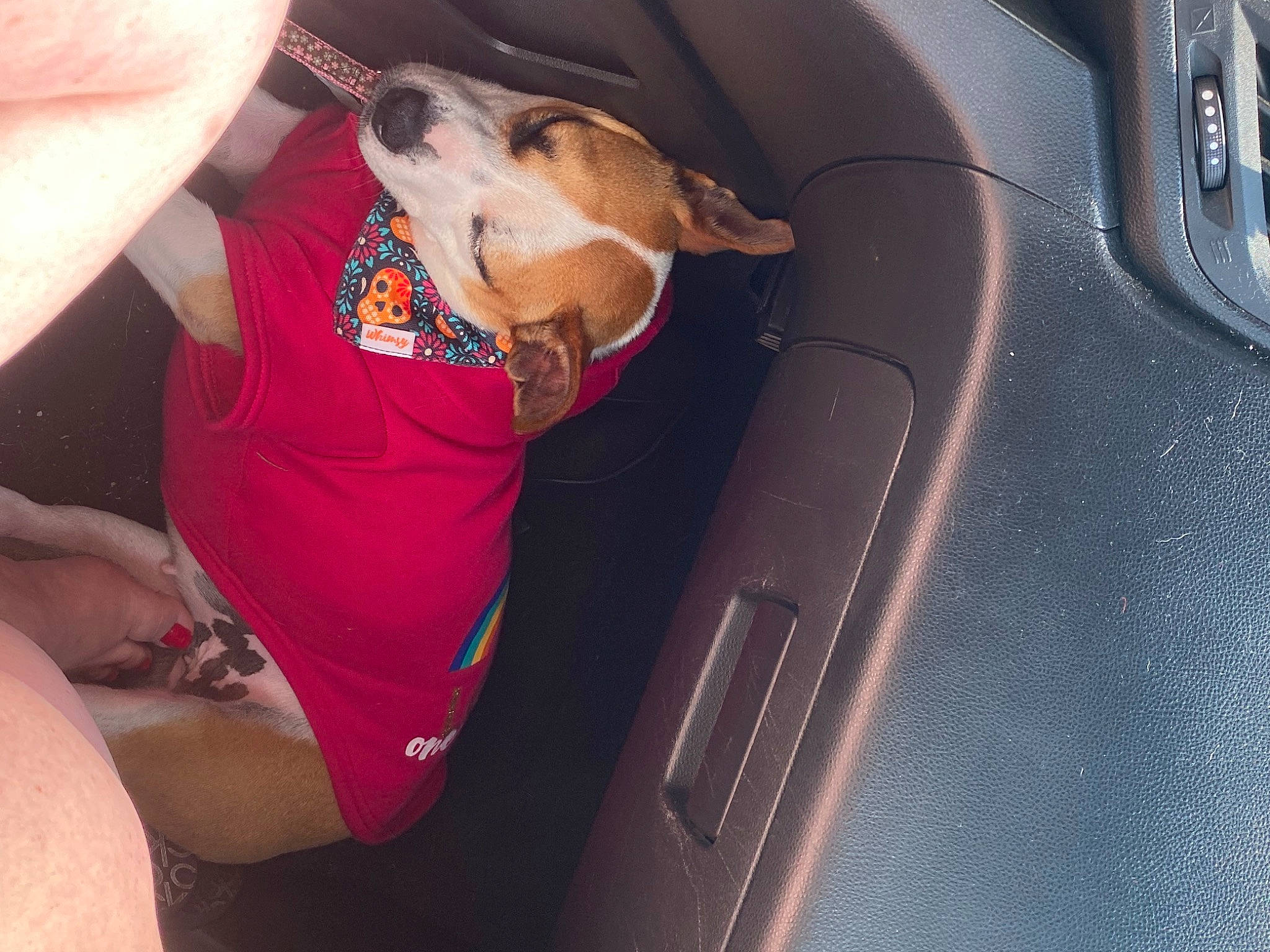 Bell is registered to the contest to win money with this photo: auto_part, automotive_design, automotive_exterior, car, car_seat, car_seat_cover, carnivore, comfort, companion_dog, dog, door, elbow, human_leg, motor_vehicle, personal_luxury_car, seat_belt, thigh, vehicle, vehicle_door, wrist