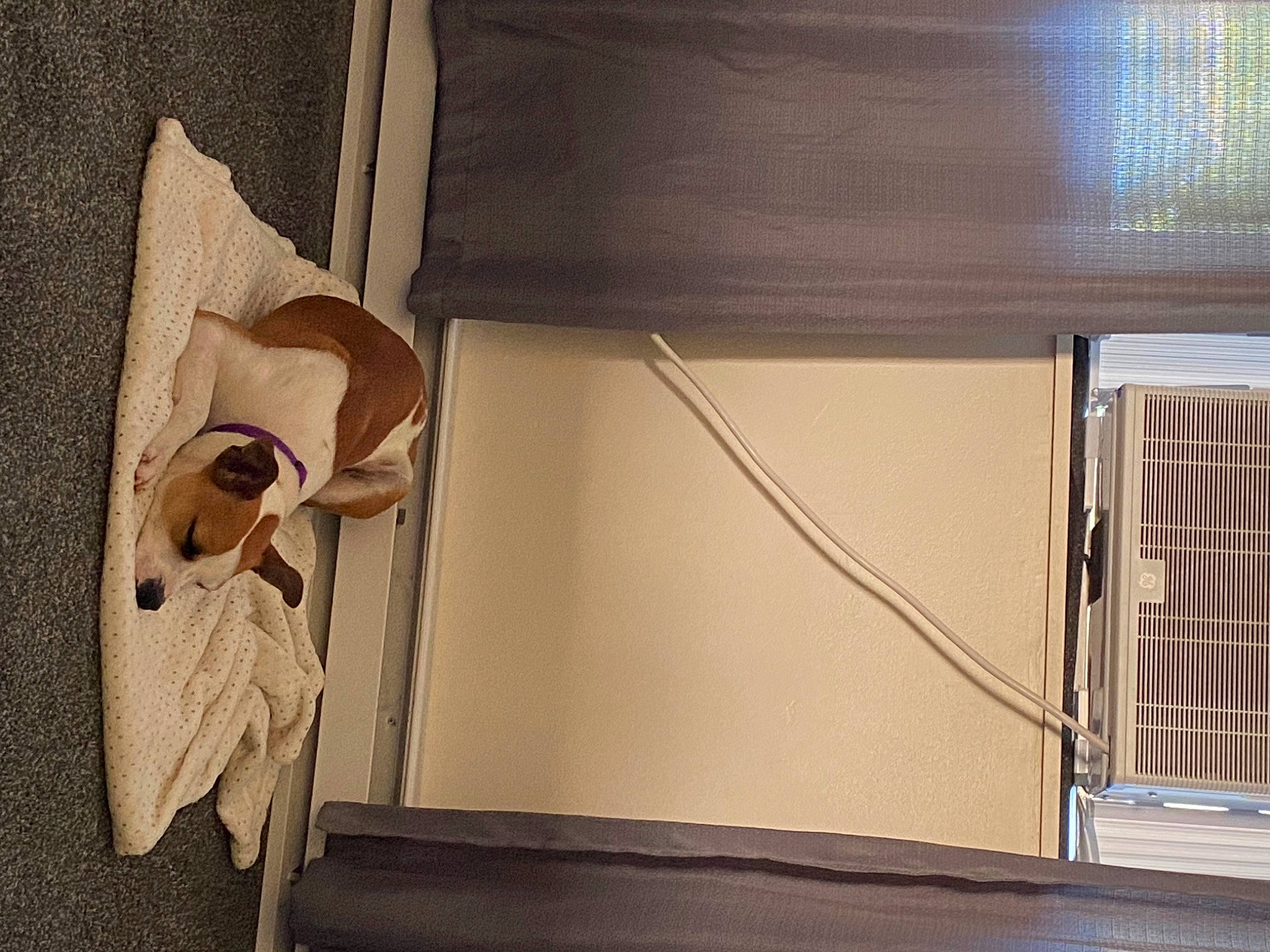 Bell joined the competition — help win amazing prizes! art, bag, comfort, flooring, glass, hardwood, linens, metal, paper, paper_product, pet_supply, plywood, room, shelf, shelving, stuffed_toy, visual_arts, wire, wood, wood_stain